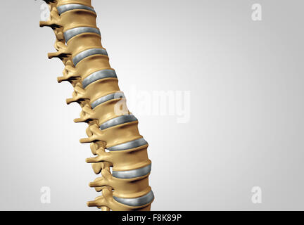 Spine diagnostic human spinal system concept as medical health care anatomy symbol with the skeletal bone structure and  intervertebral discs closeup with copy space. Stock Photo