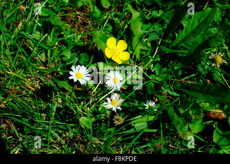 BUTTERCUP WITH DAISIES IN THE LAWN Stock Photo
