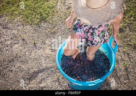 Woman stomping grapes in bucket, Quartucciu, Sardinia, Italy Stock Photo