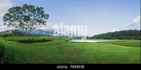 Panorama of Hanalei valley and taro fields at dawn near Princeville, Kauai, Hawaii Stock Photo