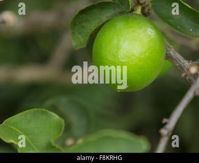 Persian or Tahitian Lime fruit growing on tree in plantation in Kauai, Hawaii Stock Photo