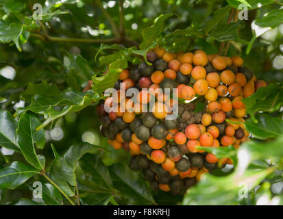 Bunch of Hawaiian Kona Red coffee beans on branch in plantation in Kauai, Hawaii Stock Photo