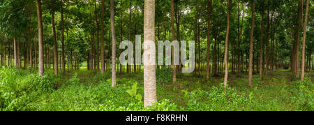 Panorama of tree trunks in plantation forest of Mahogany trees in Hawaii, USA Stock Photo