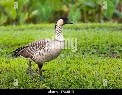 Nene duck or goose in Hanalei Valley with Taro plant pools or ponds in background on island of Kauai, Hawaii Stock Photo