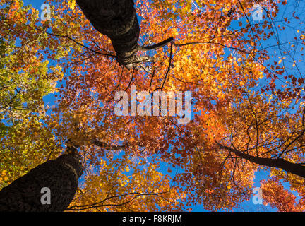 Trees with autumn leaves - looking up through tree branches Stock Photo