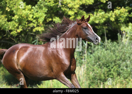 Beautiful young arabian mare galloping on pasture Stock Photo