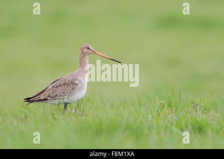 Black-tailed Godwit / Uferschnepfe ( Limosa limosa ) stands in fresh green grass of a wet meadow, looks around. Stock Photo