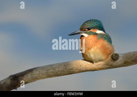 Cute young Common Kingfisher / Eurasian Kingfisher / Eisvogel  ( Alcedo atthis ) perching on a branch in spotlight. Stock Photo