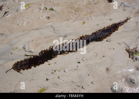 Sea belt, Sweet Wrack, Sugar Wrack, Sugar Tang, Kelp, Zuckertang, Zucker-Riementang, Laminaria saccharina, Saccharina latissima Stock Photo