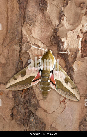 Spurge Hawk-moth, Spurge Hawkmoth, Wolfsmilch-Schwärmer, Wolfsmilchschwärmer, Hyles euphorbiae, Celerio euphorbiae Stock Photo