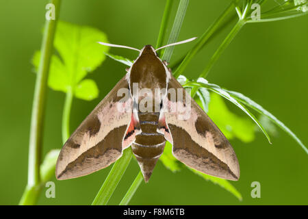 Spurge Hawk-moth, Spurge Hawkmoth, Wolfsmilch-Schwärmer, Wolfsmilchschwärmer, Hyles euphorbiae, Celerio euphorbiae Stock Photo