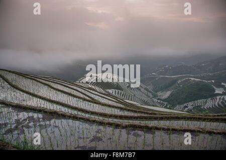 Elevated view of paddy fields at Longsheng terraced ricefields, Guangxi Zhuang, China Stock Photo