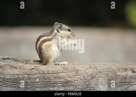 JAIPUR, INDIA -NOV 30: Little rodent eating an acorn on the street. Close up. Stock Photo