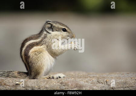 JAIPUR, INDIA -NOV 30: Little rodent eating an acorn on the street. Close up. Stock Photo