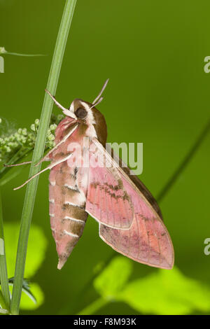 Spurge Hawk-moth, Spurge Hawkmoth, Wolfsmilch-Schwärmer, Wolfsmilchschwärmer, Hyles euphorbiae, Celerio euphorbiae Stock Photo