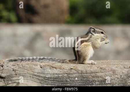 JAIPUR, INDIA -NOV 30: Little rodent eating an acorn on the street. Close up. Stock Photo