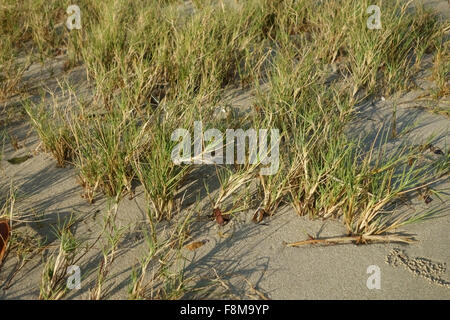 Canavalia cathartica as sand-binding creeper on coastal sand dune floor