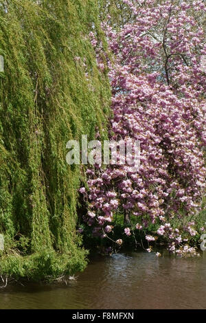 Pink ornamental flowewring cherry beside fresh foliage on weeping willow overhanging the Kennet & Avon Canal Stock Photo