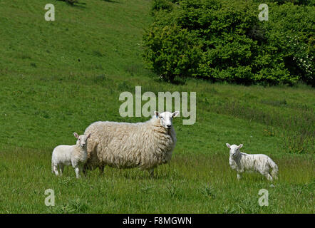 Cheviot ewe with her twin lambs in summer on a downland pasture, Berkshire, June Stock Photo