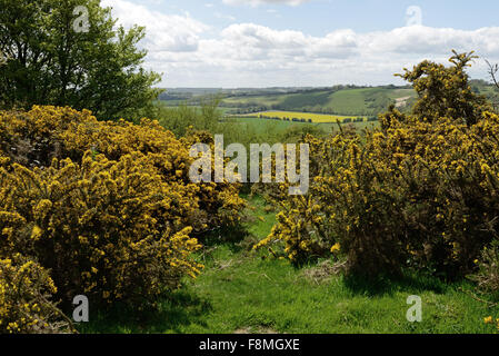 Common gorse, Ulex europaeus, flowering bushes on downland in early summer, Berkshire, May
