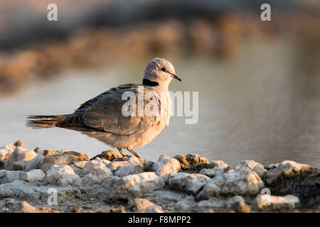 Ring-necked Dove (Streptopelia capicola) or Cape Turtle Dove - Andersson's Camp - near Etosha National Park, Namibia, Africa Stock Photo