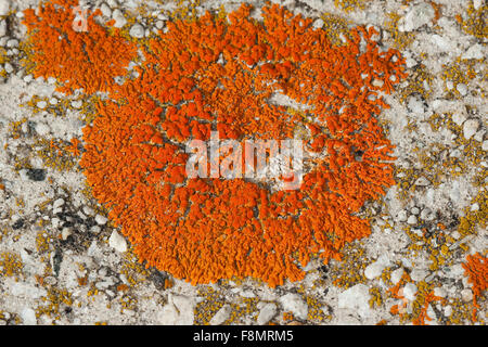 Elegant sunburst lichen, Orange Wall Lichen, Zierliche Gelbflechte, Xanthoria elegans, Amphiloma elegans, Caloplaca dissidens Stock Photo
