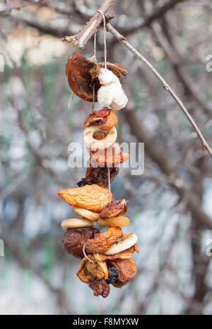 Bird feeder on branch of a tree in forest Stock Photo