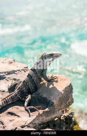 Iguana on a cliff overlooking the Caribbean Sea Stock Photo