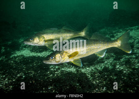 Walleyes underwater in the St. Lawrence River in Canada Stock Photo