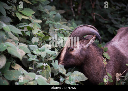 Nilgiri Tahr in National Park Stock Photo