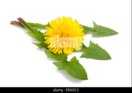 dandelion with flower isolated on white Stock Photo