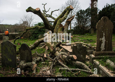 Helston, Cornwall, UK. 10th December, 2015. tree falls over in Helston ...