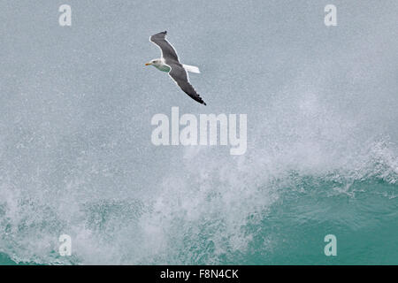 Adult Lesser Black-backed Gull flying over breaking wave in Portugal