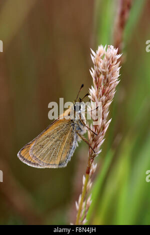 Small skipper butterfly thymelicus sylvestris resting on grass seed head Stock Photo