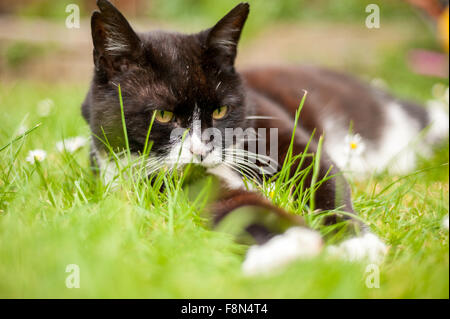 Lazy cat laying down on grass in summer Stock Photo