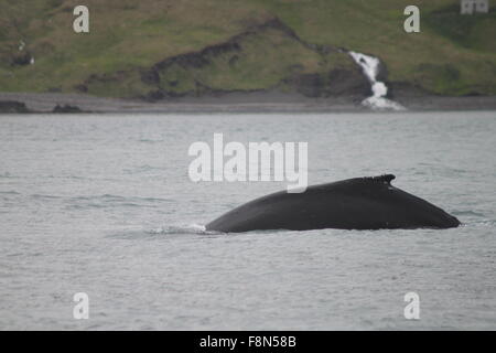 Humpback Whale Diving in Skjalfandi Bay Husavik Northeast Iceland ...