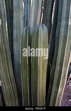 Pachycereus marginatus is a species of plant in the Cactaceae family. It has columnar trunks that grow slowly to 12 feet and may Stock Photo