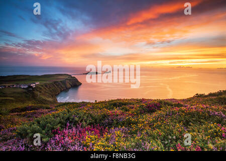 Heather and Sunset at Rhossili Bay with the Worms Head in the Distance, Gower, South Wales, UK Stock Photo