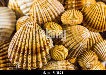 seashells collection isolated, Seashell background Stock Photo