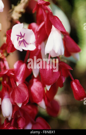 Fiji Islands, botanical, Tagimoucia Blossom, medinilla waterhousei, no where in the world but on Taveuni Island Stock Photo