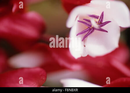 Fiji Islands, botanical, Tagimoucia Blossom, medinilla waterhousei, no where in the world but on Taveuni Island Stock Photo