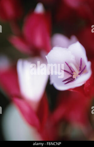 Fiji Islands, botanical, Tagimoucia Blossom, medinilla waterhousei, no where in the world but on Taveuni Island Stock Photo