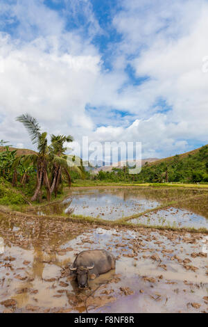 A water buffalo resting in an irrigated rice paddy field, Philippines Stock Photo