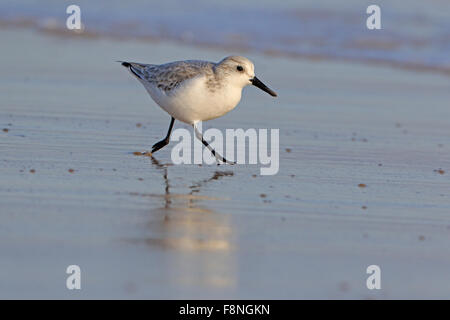 Sanderling in winter plumage running on a beach in Portugal Stock Photo