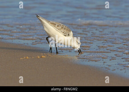 Sanderling in winter plumage feeding on a beach in Portugal Stock Photo