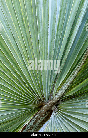 Close-up of Bismarckia nobilis'  palm leaf. Stock Photo