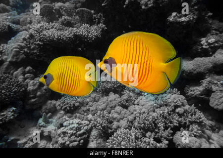 Blue-cheeked butterflyfish, Chaetodon semilarvatus, from the Red Sea, Southern Egypt, Marsa Alam. Stock Photo