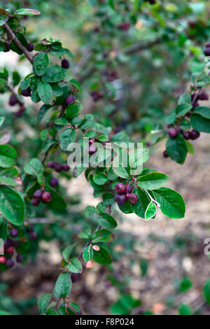 cotoneaster wilsonii ripe dark red fruit fruits berry berries shrub shrubs bushes RM Floral Stock Photo