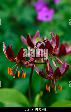 lilium martagon claude shride dark red flower flowers closeup selective focus plant portraits lilies lily RM Floral Stock Photo