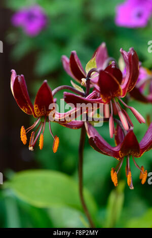 lilium martagon claude shride dark red flower flowers closeup selective focus plant portraits lilies lily RM Floral Stock Photo